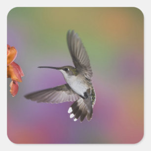 Female Ruby Throated Hummingbird in flight Square Sticker