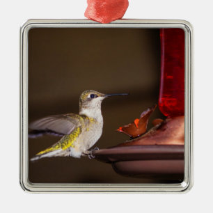 Female Ruby-throated Hummingbird Metal Ornament
