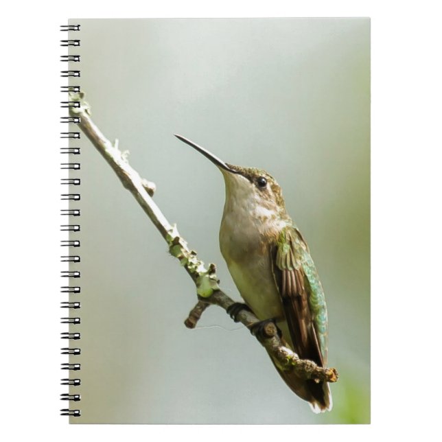 Female Ruby-throated Hummingbird Notebook (Front)