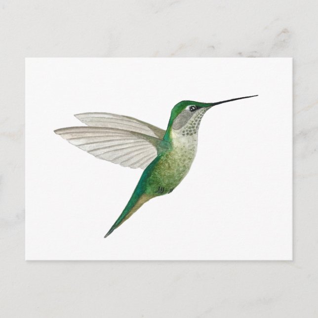 Female Ruby-throated Hummingbird Postcard (Front)