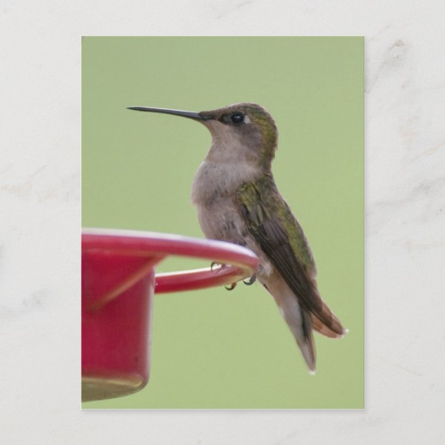 Female Ruby-Throated Hummingbird Postcard (Front)