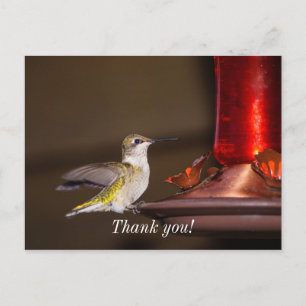 Female Ruby-throated Hummingbird Thank You Postcard