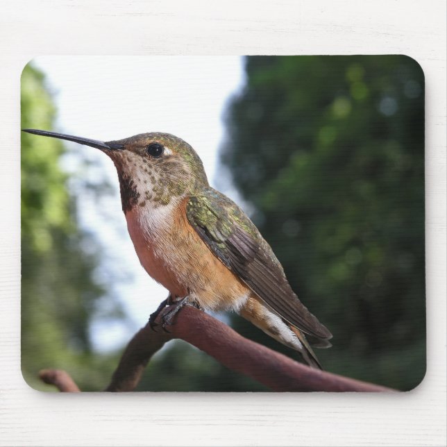 Female Rufous Hummingbird - Mousepad (Front)