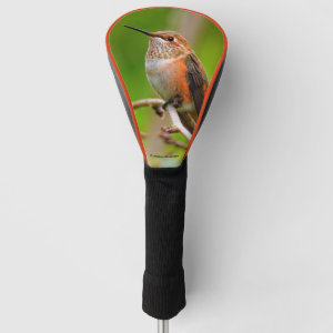 Female Rufous Hummingbird on the Plum Tree Golf Head Cover