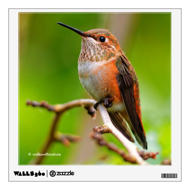 Female Rufous Hummingbird on the Plum Tree Wall Sticker (Front)