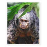 Female Saki Monkey Temporary Tattoos