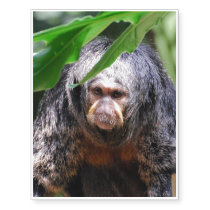 Female Saki Monkey Temporary Tattoos