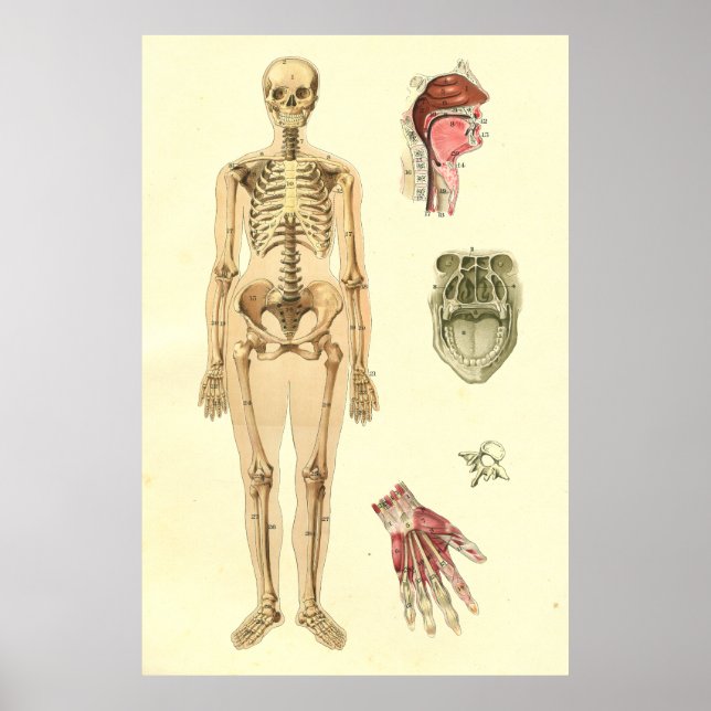 Female Skeletal Anatomy Poster (Front)
