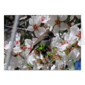 Female sunbird sipping nectar (Front Horizontal)