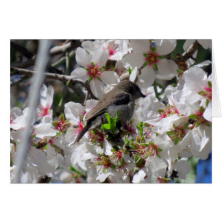 Female sunbird sipping nectar cards