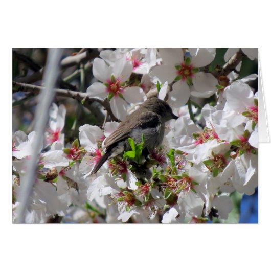 Female sunbird sipping nectar cards (Front Horizontal)