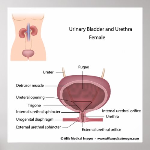Female urinary system labeled poster