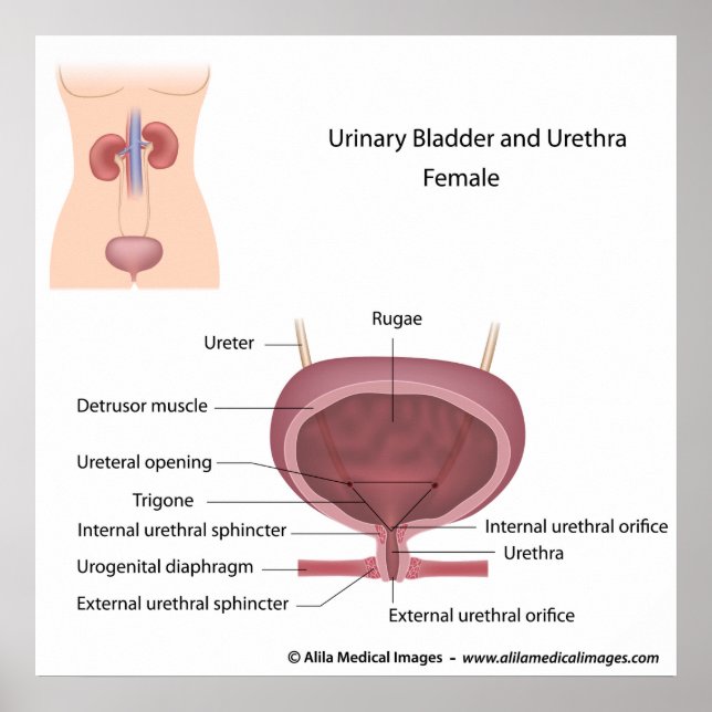 Female urinary system labeled poster (Front)