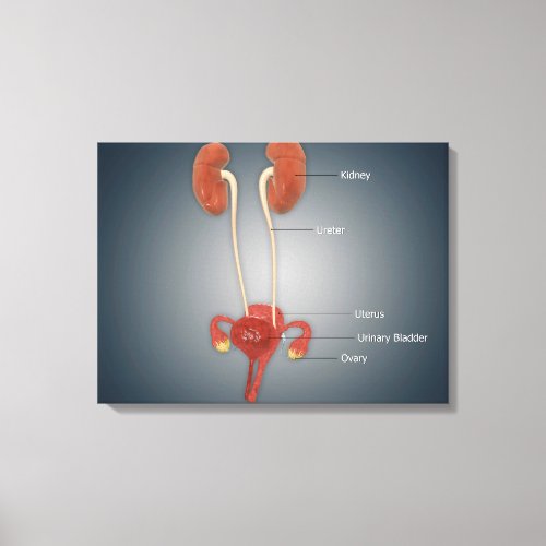 Female Uterus With Ovaries Kidney and Bladder Canvas Print
