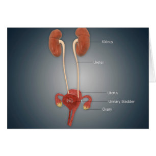 Female Uterus With Ovaries, Kidney and Bladder Cards