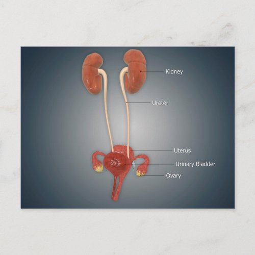 Female Uterus With Ovaries Kidney and Bladder Postcard