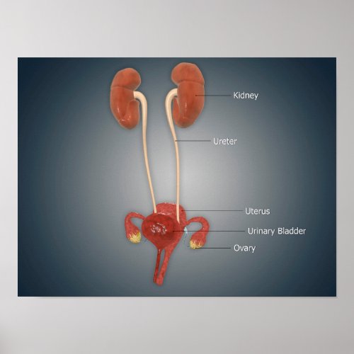 Female Uterus With Ovaries Kidney and Bladder Poster
