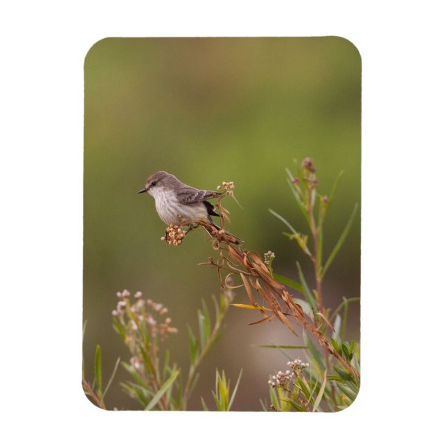 female Vermilion Flycatcher Magnet (Vertical)