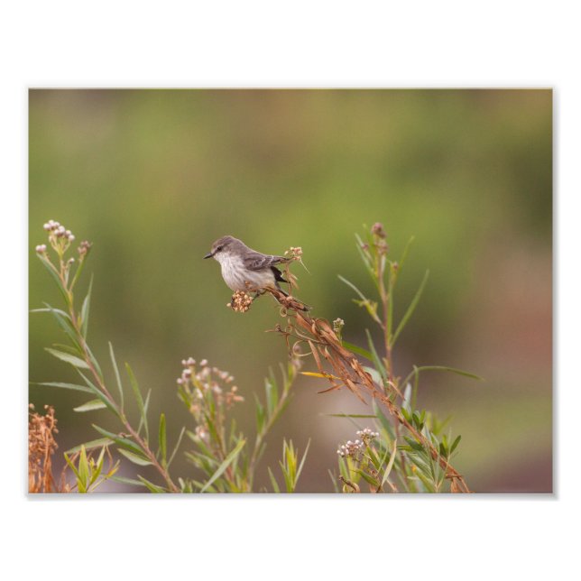 Female Vermilion Flycatcher Photo Print (Front)