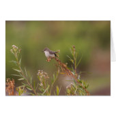 Female Vermillion Flycatcher (Front Horizontal)