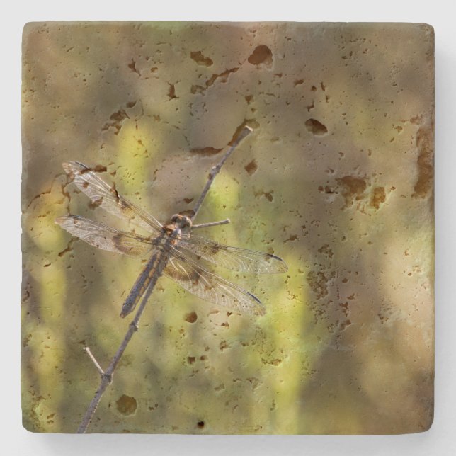 Female Widow Skimmer Dragonfly  Stone Coaster (Front)