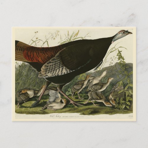 Female Wild Turkey from Audubons Birds of America Postcard