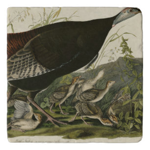 Female Wild Turkey from Audubon's Birds of America Trivet