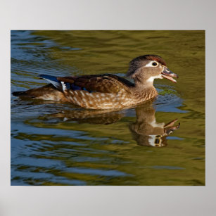 Female Wood Duck Calling 16x20 Poster