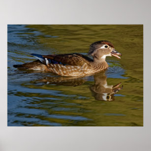 Female Wood Duck Calling 18x24 Poster