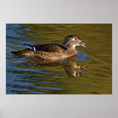 Female Wood Duck Calling 24x36 Poster