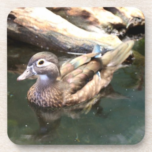 Female Wood Duck Coaster