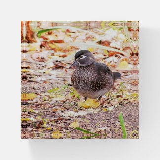 Female Wood Duck Paperweight