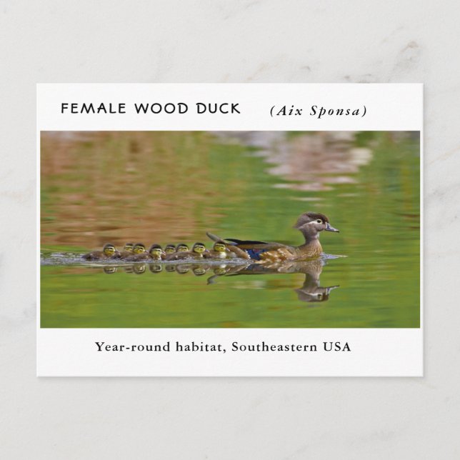 "Female Wood Duck" (with children) Postcard (Front)