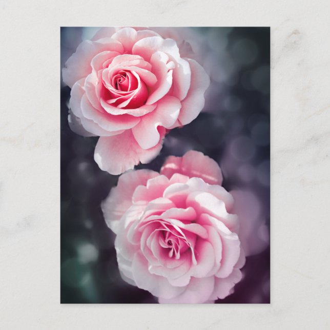 Feminine Pink Roses Floral Photo Postcard (Front)