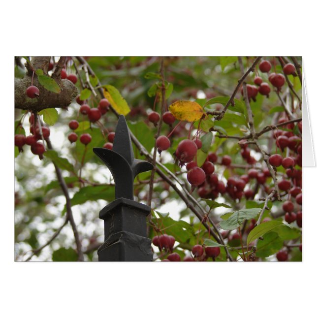 Fence and Crabapples Cards (Front Horizontal)