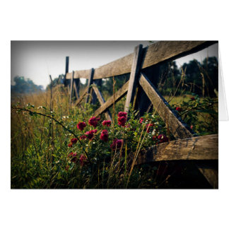 Fence and Roses Cards