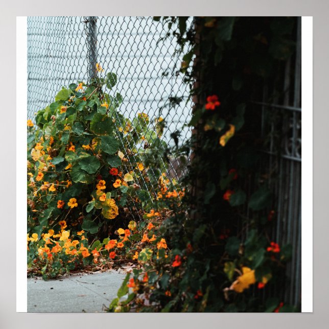 Fence Flowers Poster (Front)