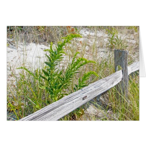 Fence  Goldenrod at the Shore