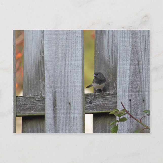 Fence Junco Postcard (Front)