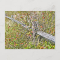 Fence & Poison Ivy IBSP NJ Coordinating Items