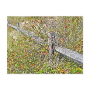 Fence & Poison Ivy IBSP NJ Coordinating Items Postcard