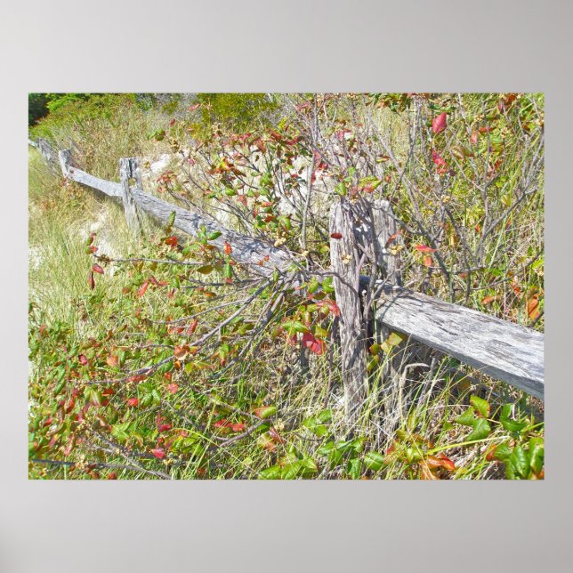 Fence & Poison Ivy IBSP NJ Poster (Front)