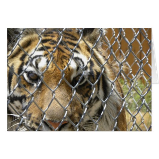 Fenced tiger card (h) (Front Horizontal)