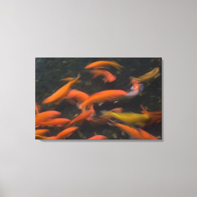 Feng Shui believe koi fish bring good luck. Canvas Print (Front)