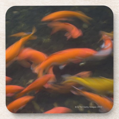 Feng Shui believe koi fish bring good luck Coaster