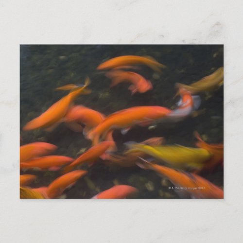 Feng Shui believe koi fish bring good luck Postcard