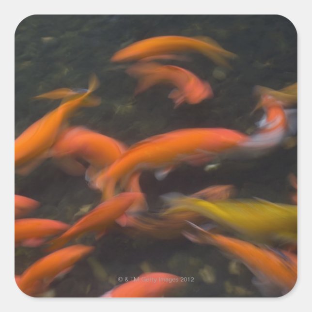 Feng Shui believe koi fish bring good luck. Square Sticker (Front)