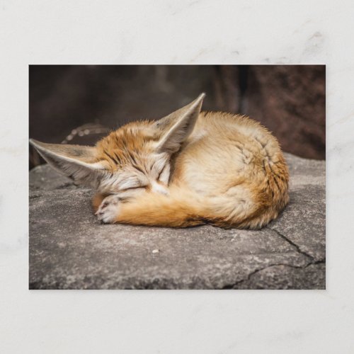 Fennec Fox Cute Postcard