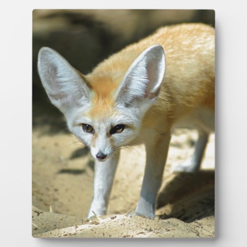 Fennec fox plaque