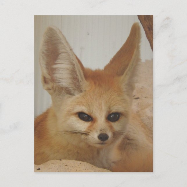 Fennec Fox Postcard (Front)